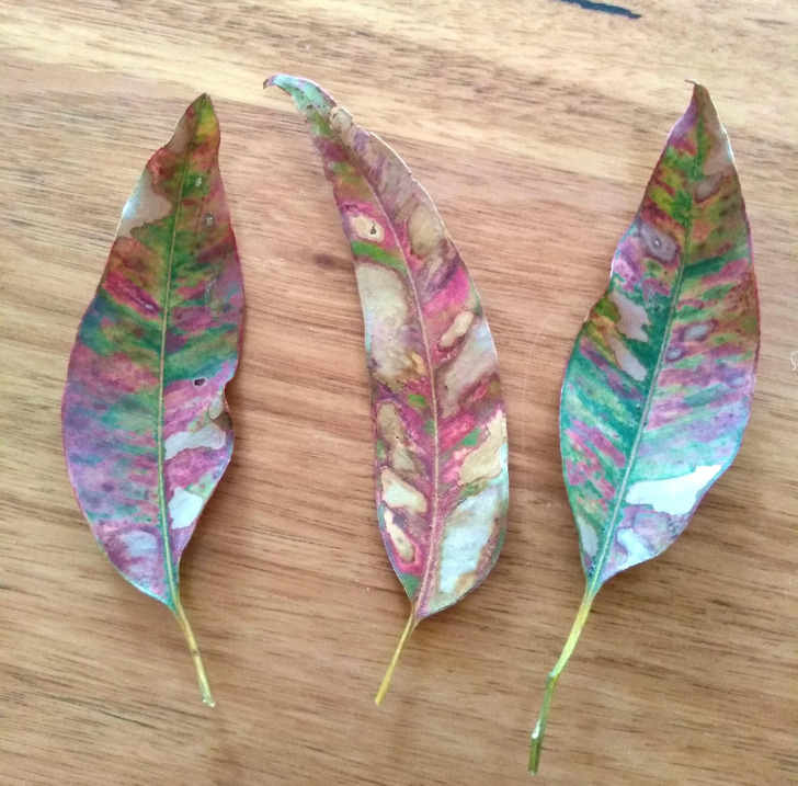 fascinating pics - All the different colors in gumtree leaves during the winter in Australia