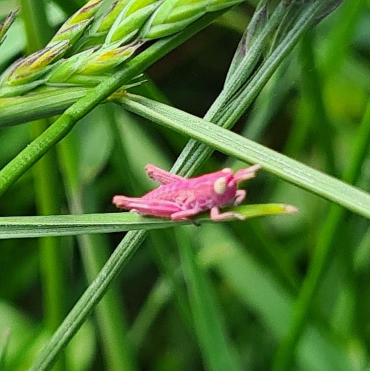 fascinating pics - I found a pink grasshopper