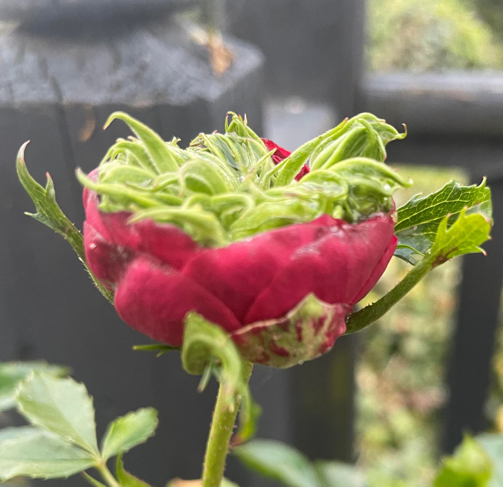 fascinating pics - This rose flower grew inside out