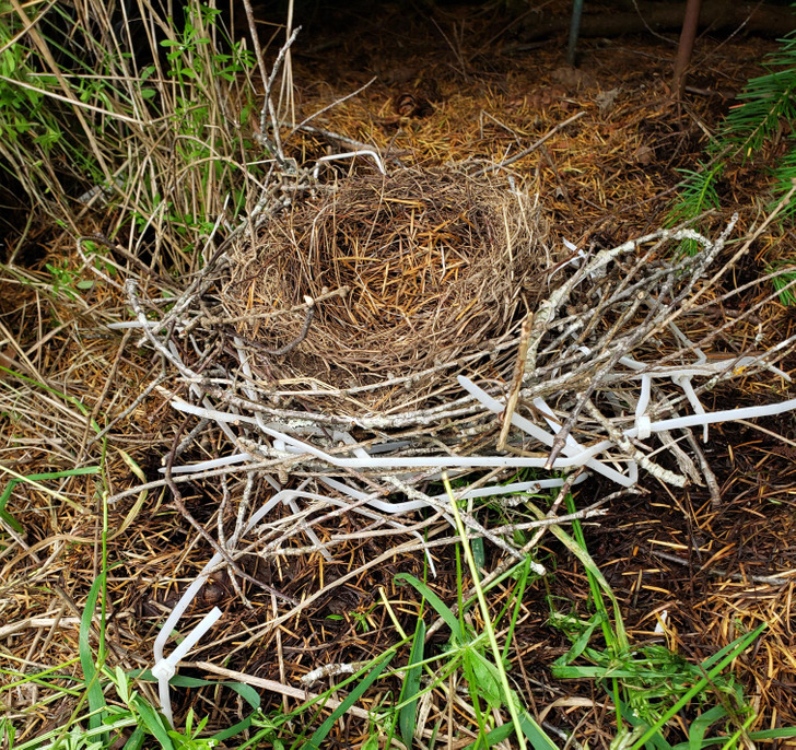 fascinating pics - The birds used zip ties to help build a nest