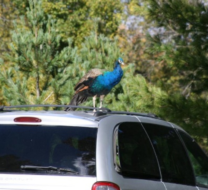 fascinating pics - There was a peacock standing on the roof of my neighbor’s mini-van