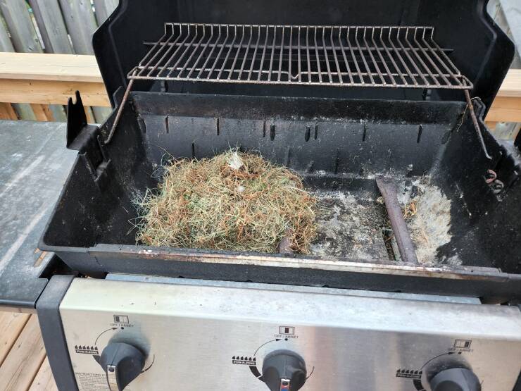 "Finally decided to use my bbq, only to find out its home to a squirrel now."