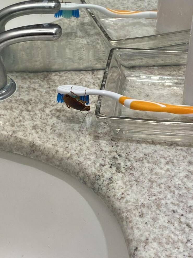 "Arrived to my bathroom to find a friend doing some exploration"