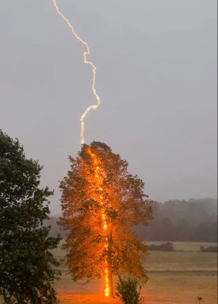 fascinating photos - lightning hitting tree west virginia
