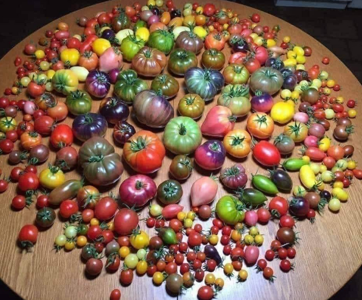 fascinating photos - all varieties of tomato on one table