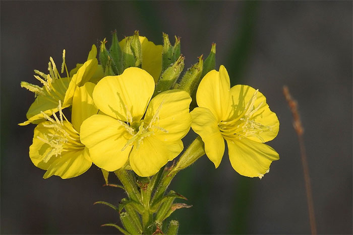 that a 2019 study showed that evening primrose plants can "hear" the sound of a buzzing bee nearby and produce sweeter nectar in response to it.