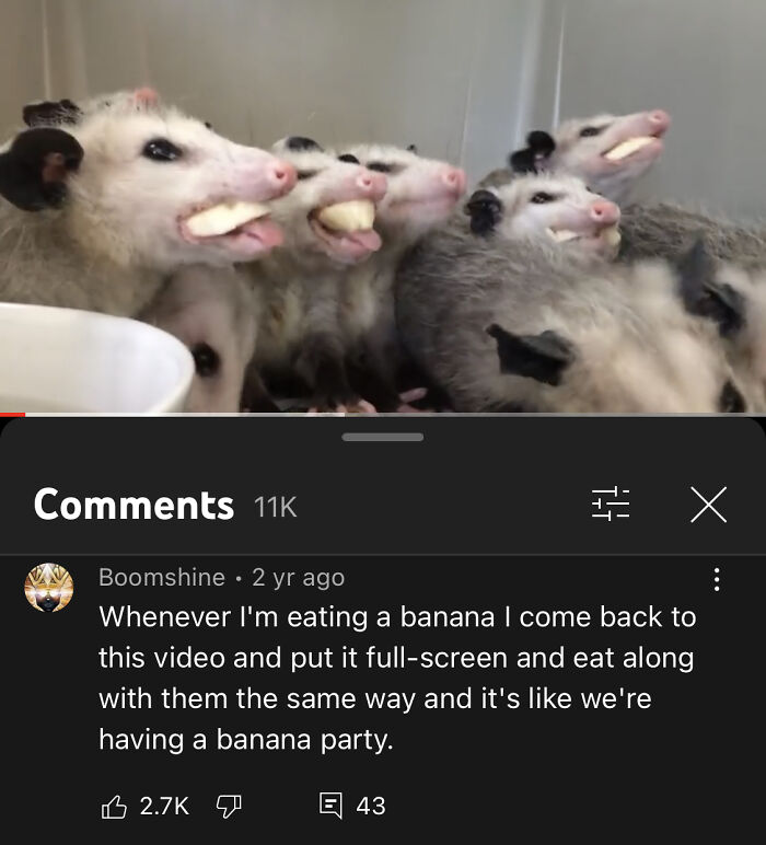 Youtube Comments - Whenever I'm eating a banana I come back to this video and put it fullscreen and eat along with them the same way and it's we're having a banana party.