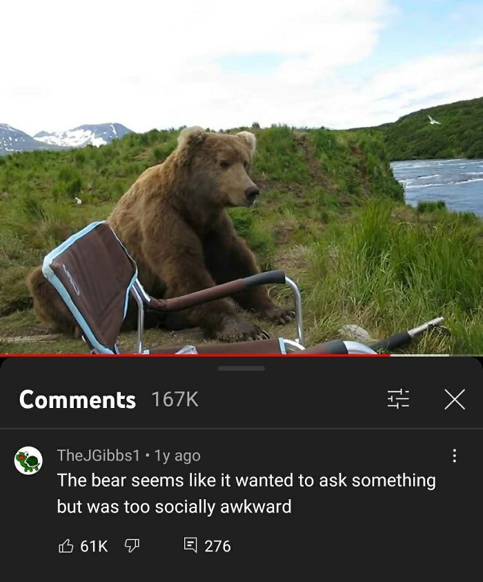 Youtube Comments - The bear seems it wanted to ask something but was too socially awkward x