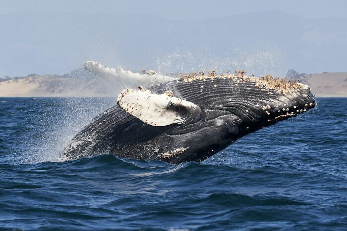 ocean facts - disturbing facts - humpback whale