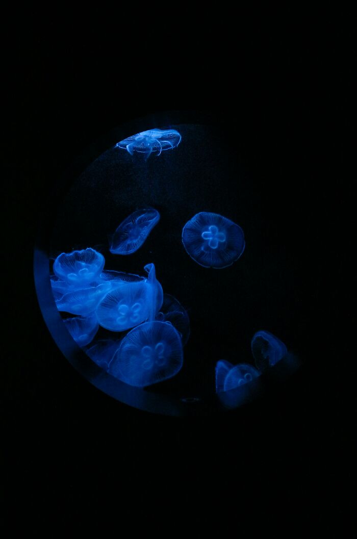 ocean facts - disturbing facts - jellyfish