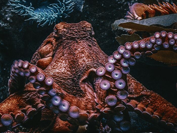 ocean facts - disturbing facts - high res octopus