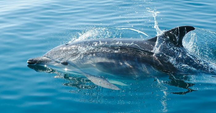 ocean facts - disturbing facts - hd dolphin