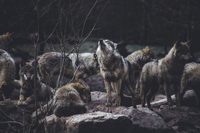 Wolf hierarchy with alpha on top and omega at the bottom.