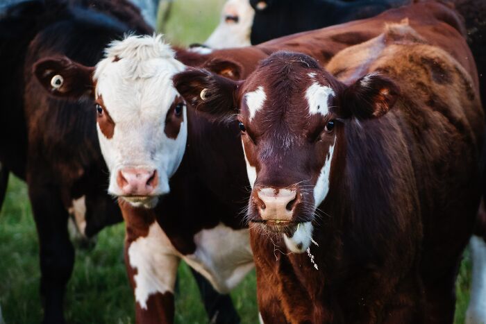 That cows just produce milk naturally without being impregnated and giving birth first.

they are simply mammals, and produce milk for the sole purpose of feeding their young.