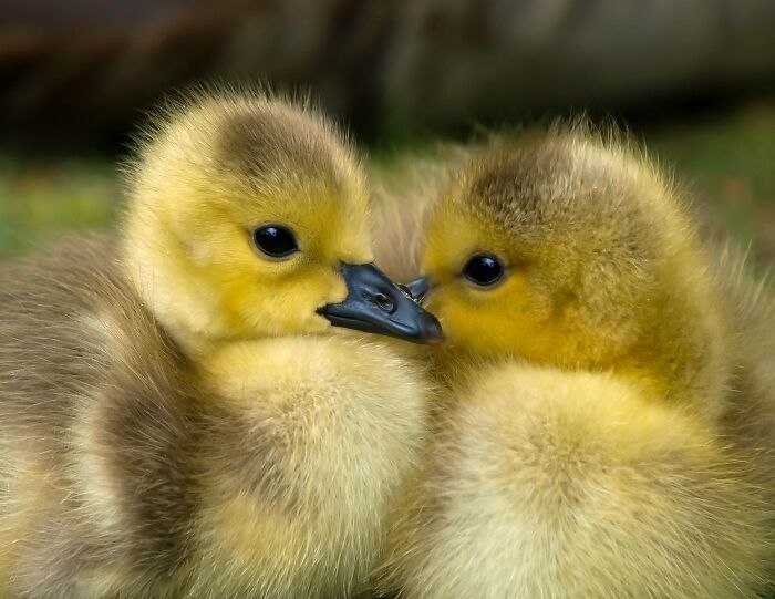 Touching a baby bird will make its parents reject it.