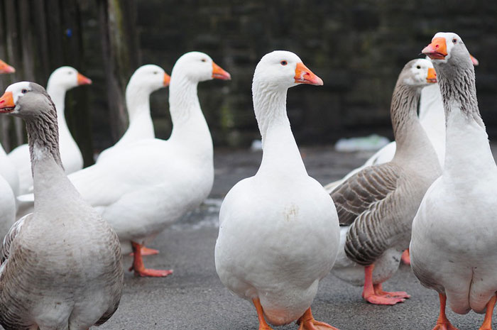 One time while working front desk at a gym, a woman complained that there were too many geese outside and they should’ve flown south by then and we needed to do something about it.