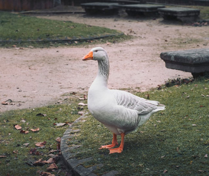 One time my boss saved a hurt goose and put it in a box and made me take it to an animal hospital. Driving down the highway the goose started flapping and got out of the box. I didn’t know what to do and I was scared to grab the goose so I drove the whole way there with a goose riding passenger