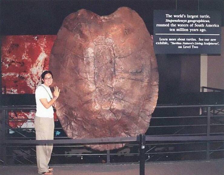 scary ancient photos - stupendemys geographicus - The world's largest turtle, Stupendenys geographicus, roamed the waters of South America ten million years ago. Learn more about turtles. See our new exhibit, Turtles Nature's Living Sculptures, on Level T