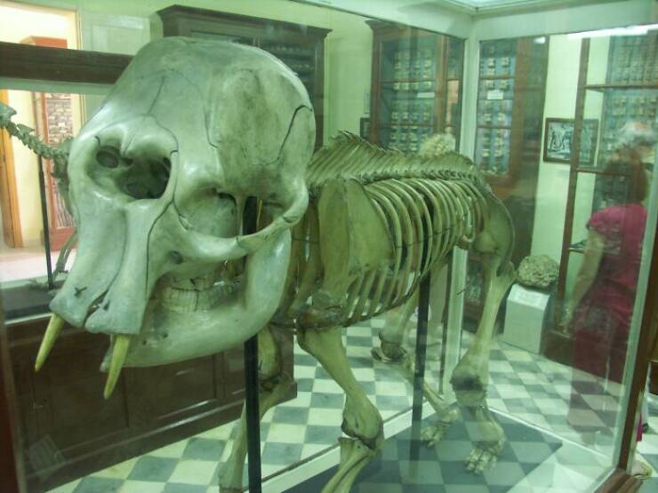 scary ancient photos - dwarf elephant malta