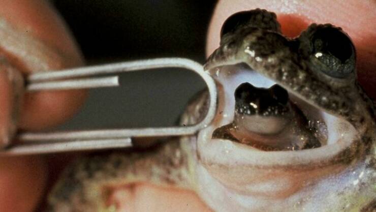 scary ancient photos - gastric brooding frog