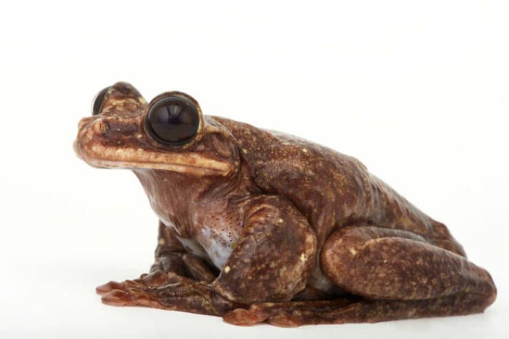 scary ancient photos - rabb's fringe limbed treefrog