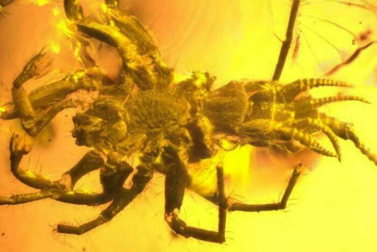 scary ancient photos - part spider part scorpion found in amber
