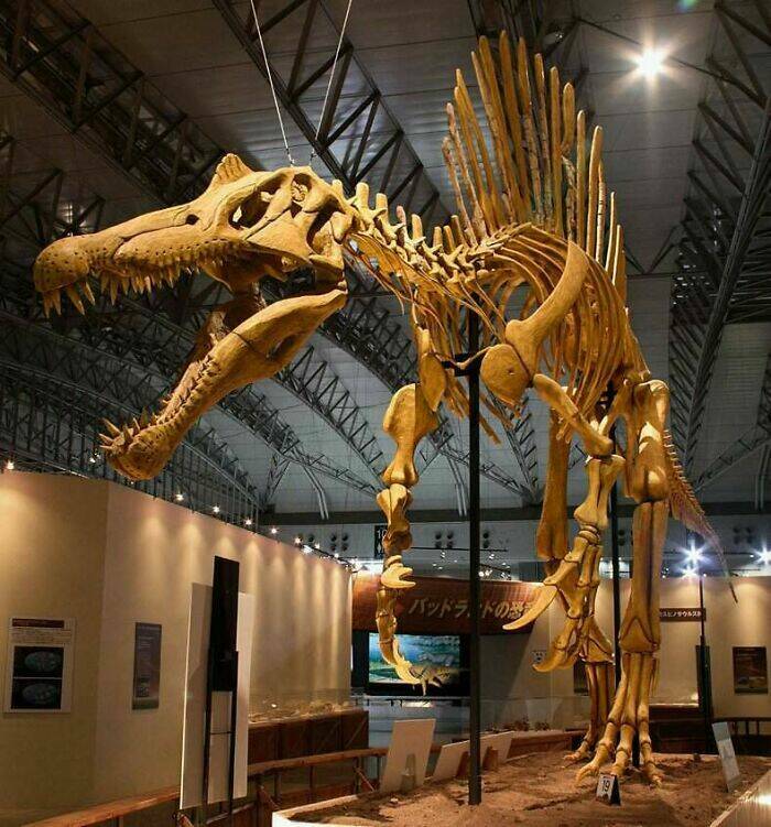 scary ancient photos - spinosaurus skeleton
