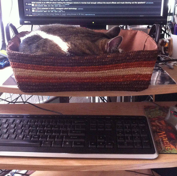 “I finally found a way to keep her off my keyboard and lap.”