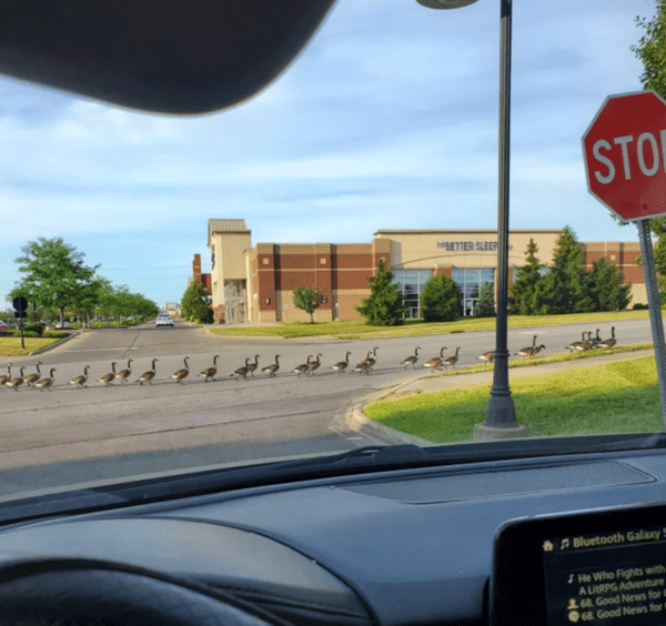 Late to work due to an unscheduled parade.