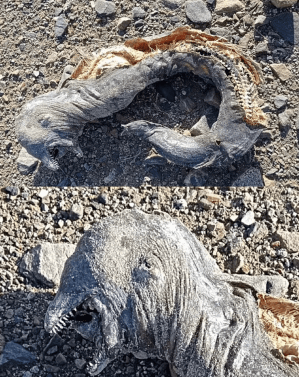 This thing that washed up on an Egyptian beach…