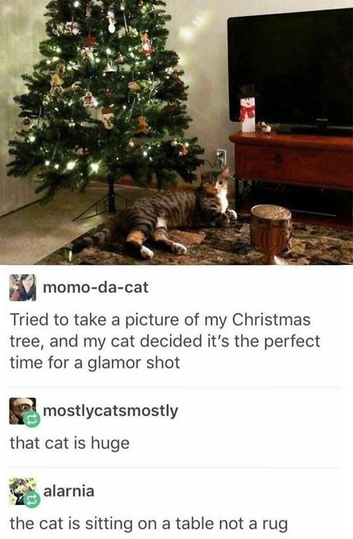 Giant Cat