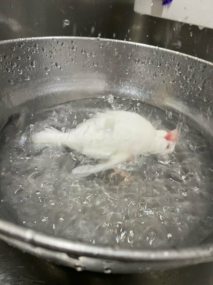 My Pet Bird Taking A Bath Looks Like It's Being Boiled Alive