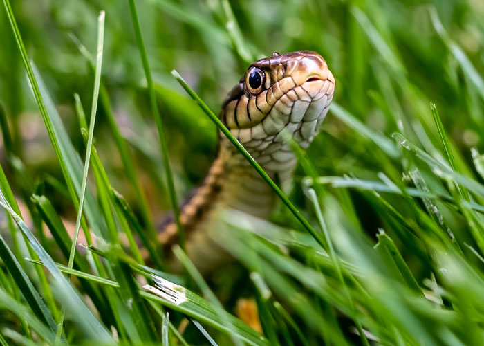 My dad went to his work OHS committee to ask them to mow the patch between the parking lot and the building because the grass had gotten so long that snakes were living in it. The committee decided it was too risky to have someone mow it because there were snakes in the grass and the person mowing might get injured.