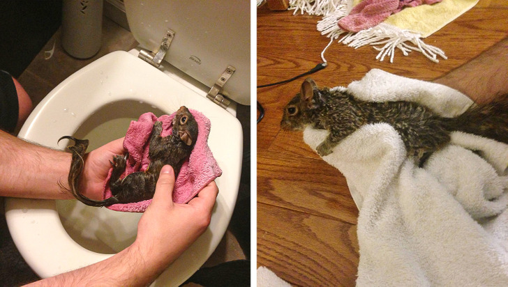 “Squirrel came out of my toilet.”