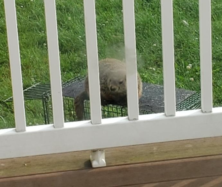 “This groundhog taunting my dad by sitting on his trap”