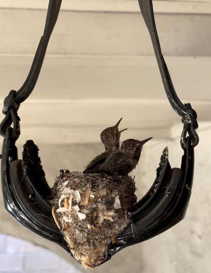 “Hummingbird family made a nest in a pair of hanging pool goggles.”