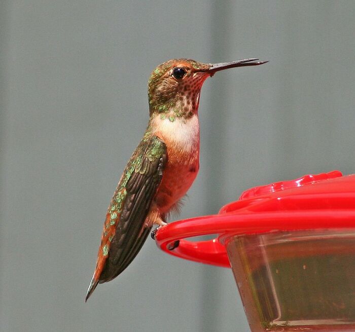 I had a pet humming bird as a kid. My mom found it injured on a sidewalk and nursed it back to health. It only had one eye and no depth perception so we kept it inside. We'd let it buzz around the room, land on us, and all that jazz. My brother told his teacher about it (in 3rd grade) and the teacher actually called my mom and was like "your son has made up a crazy story and insists its real". Reality was we had a pet humming bird and that seemed crazy enough people didn't believe it.