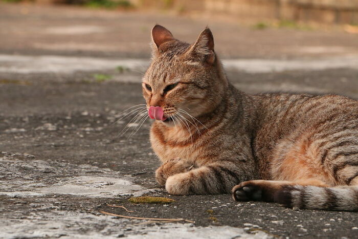 I once pulled up at a red light where a cat was sat by the side of the road. When the green man came on, the cat got up and crossed the road!