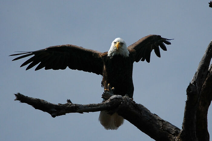 An eagle came for my face as a child. I was about 8. I ducked and it ended up grabbing my hair and taking some with it. I ran inside crying and told my mom. She didn't believe me so I never told anyone else. I'm 22.