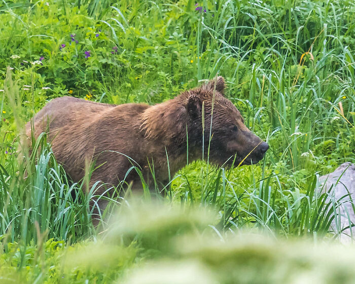 I peed on a bear once at 12 or 13. Some background I lived in a mountain cabin with some family aunts and cousins and stuff. The cabin was small but we had several acres so we had about 4 RV trailers for the rest of the family. 2 were my aunts 1 was for weed and the last and closest smallest was for children which was just my brother and I at the time.

Anyhow it was a cold wintery day with fresh snow as I wake up having to p**s so bad I'm surprised I didn't wet the bed. Im groggy as hell and my eyes are barely open as I head to the trailer door and open it start my morning leak. I did not notice the bear less than 2 feet away so close I could've pet him if I leaned a bit forward with its head in the garbage can until I was halfway done when it moved. So of course I turned my whole body in my half asleep state in to see what moved and I finally notice a giant brown furry thing and I'm pissing all over its hind left thigh and leg as I'm wondering what it is, as the bear lifts its head and looks at me. We stare at each other for a moment as I my actions begin to dawn on me. A moment later I finish. The bear and I stared at each for several moments until I took a step back, shut our flimsy door and locked our deadbolt that would've been useless had the bear decided I insulted his honor. And I went back to bed listening and waiting until I eventually went back to sleep.