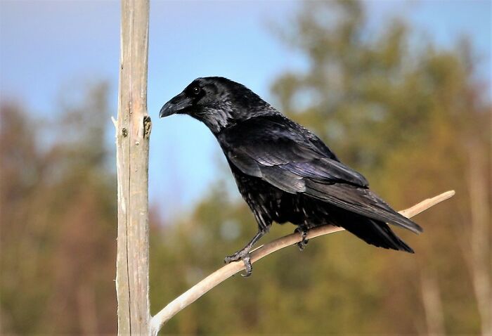 I was in elementary school, during recess, just kinda daydreaming and looking at some ravens flying overhead, when one of them suddenly took a nosedive... right into an open trashcan.

So of course i rush over there to check it out, but the raven was just gone out of nowhere. I was not the only pne who saw it though, another kid came rushing over as well, and thats how i met my best friend for the next 4 years