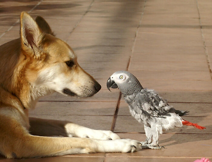 My sister being bullied by a parrot calling her names