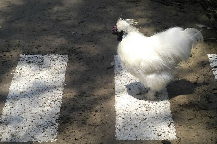 Saw a chicken walking along a road, cross to the other side, and keep walking same direction.

Just like the joke