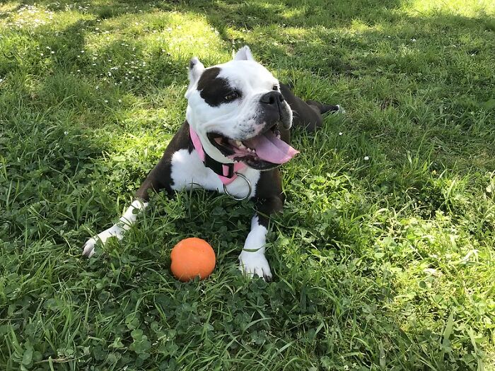 I once threw a ball for my dog and it landed on his head, rolled perfectly down his spine and off his tail.