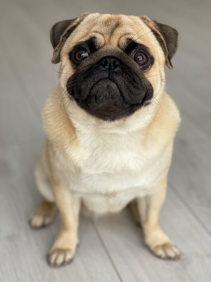 Certain dog breeds. Imagine, pugs used to have a nose they could breath through and eyes that didn't get infected every time they almost bulged out of their heads...
Same with shitzu's. And imagine English bulldogs that didn't collapse in exhaustion by even hearing the word walkies