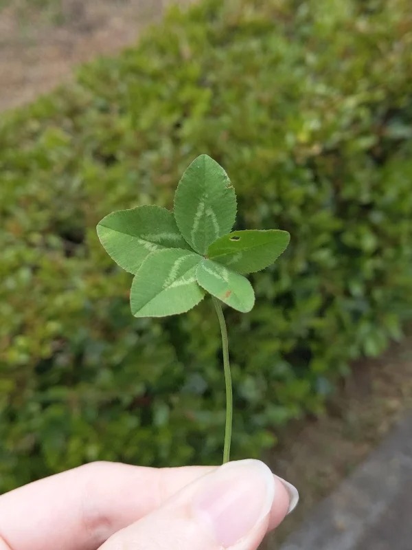 fascinating photos  - A five-leaf clover I found today