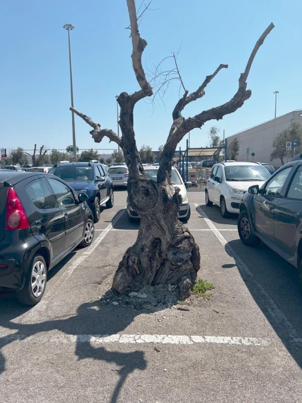 fascinating photos  - This tree growing in the middle of a parking spot