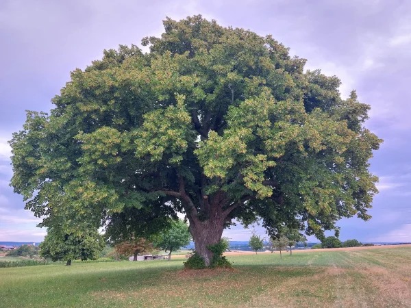 fascinating photos  - 600 year old linden tree in my village