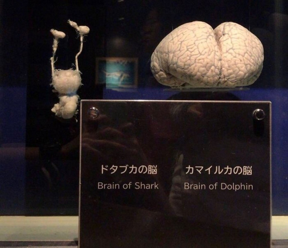 fascinating photos  - Shark Brain vs Dolphin Brain