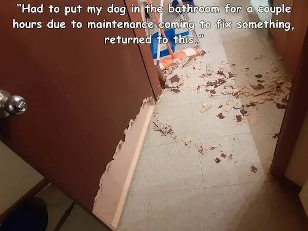 escalated quickly - floor - "Had to put my dog in the bathroom for a couple hours due to maintenance coming to fix something, returned to this."